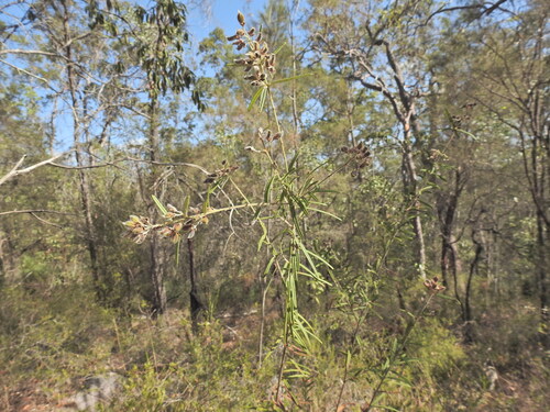 Oxylobium robustum, photograph 6