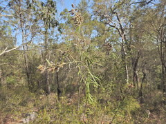Oxylobium robustum, photograph Scott W. Gavins, CC BY, iNaturalist via GBIF