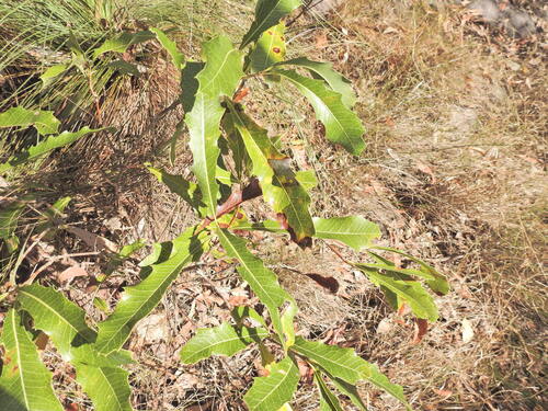 woody pear (Xylomelum salicinum)