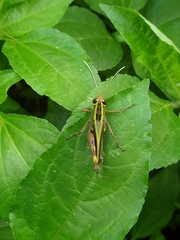 Acrididae