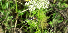 Oncopeltus unifasciatellus