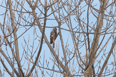 Accipiter nisus