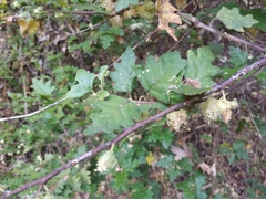 Chorilaena quercifolia