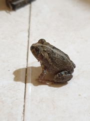 Sphaerotheca breviceps