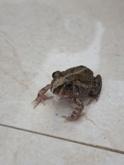 Sphaerotheca breviceps