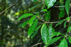 Osmanthus matsumuranus