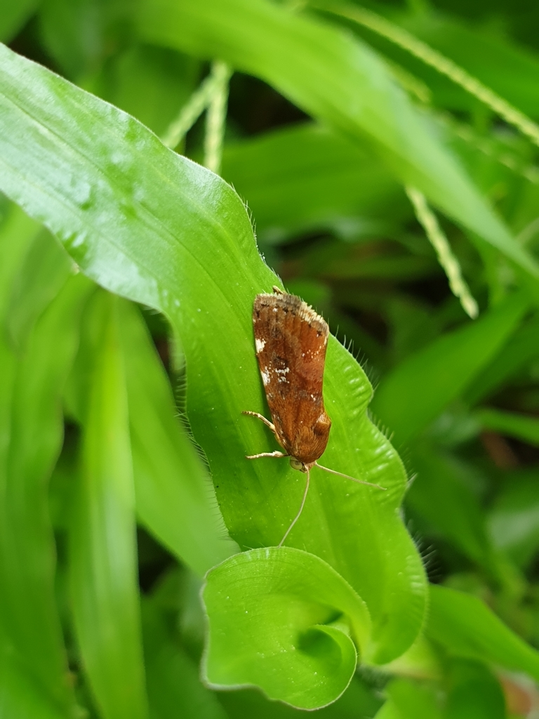 Acontia sexpunctata