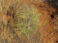 Pinus sabiniana