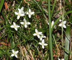 Moehringia muscosa