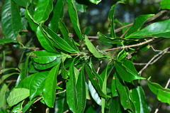 Osmanthus matsumuranus