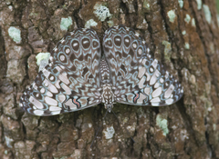 Hamadryas feronia farinulenta