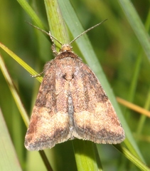 Photedes captiuncula
