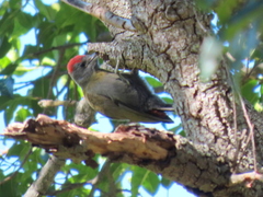 Chloropicus griseocephalus