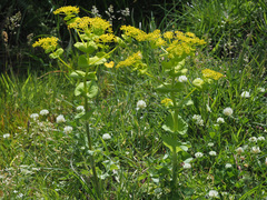 Smyrnium perfoliatum rotundifolium