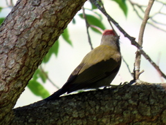 Chloropicus griseocephalus