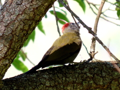 Chloropicus griseocephalus
