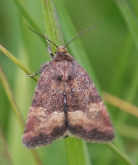 Photedes captiuncula