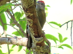 Chloropicus griseocephalus