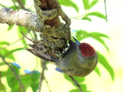 Chloropicus griseocephalus