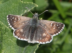 Pyrgus serratulae