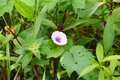 Ipomoea batatas
