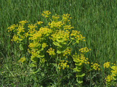 Smyrnium perfoliatum rotundifolium