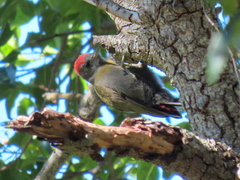 Chloropicus griseocephalus
