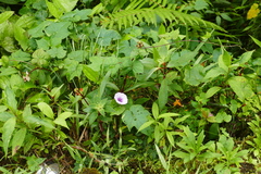 Ipomoea batatas