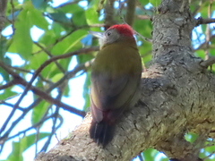 Chloropicus griseocephalus