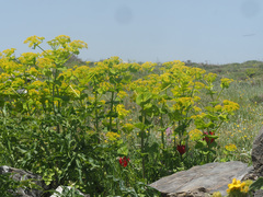 Smyrnium perfoliatum rotundifolium