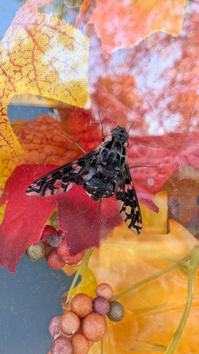 Unknown species found near Shenandoah St SE, Leesburg, VA, US
