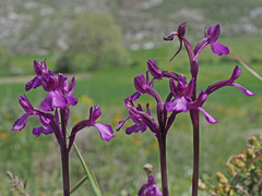 Anacamptis boryi