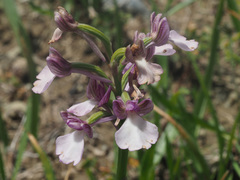 Anacamptis boryi