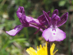 Anacamptis boryi