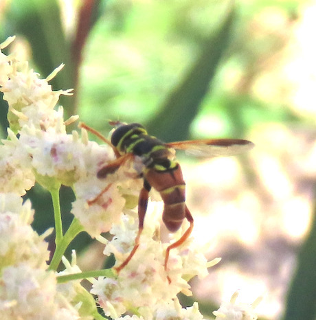 Unknown species found near South Valley, NM, USA