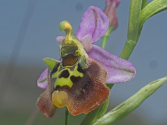 Ophrys fuciflora maxima