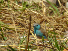 Uraeginthus angolensis