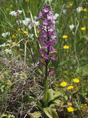 Orchis quadripunctata