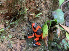 Lehmann's Poison Frog photo 5