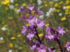 Orchis quadripunctata