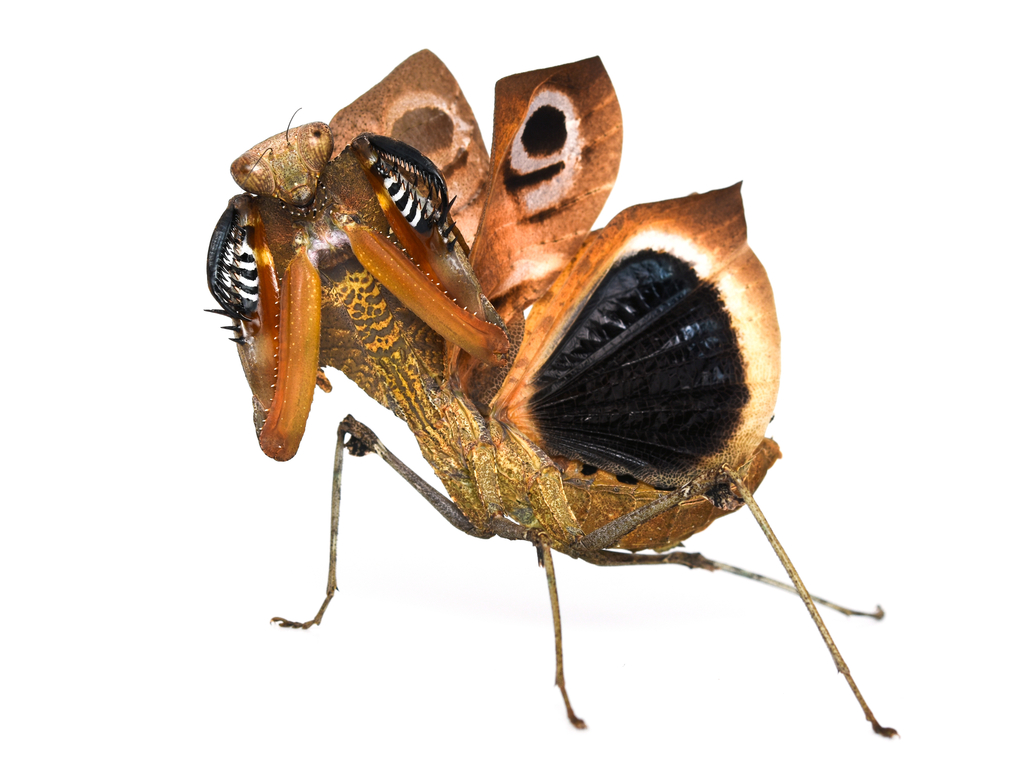 Mante feuille morte géante (Deroplatys desiccata)