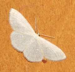 Scopula ternata