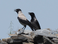 Corvus cornix sharpii