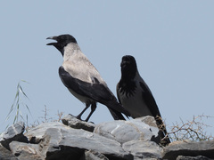 Corvus cornix sharpii