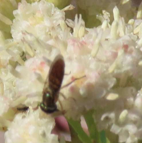 Unknown species found near South Valley, NM, USA