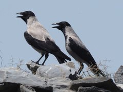 Corvus cornix sharpii