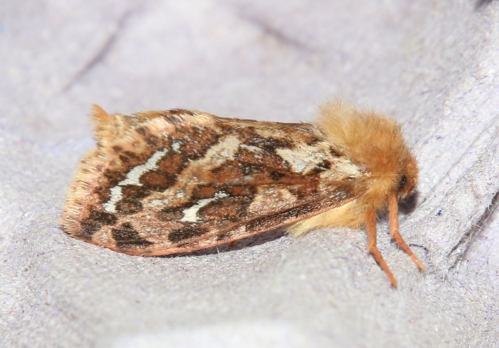 Korscheltellus