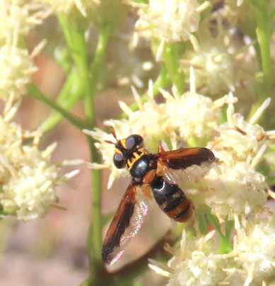 Unknown species found near South Valley, NM, USA