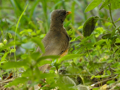 Turdus pelios
