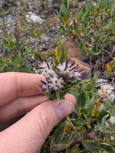 Weber's Saw-wort (Saussurea weberi)